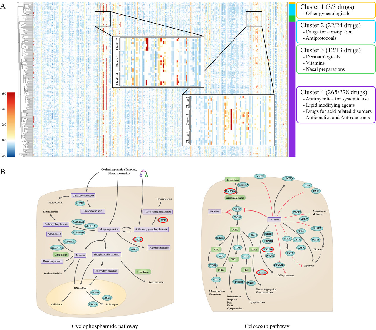 A. 다른 약물과의 조합으로 인한 유전자 발현의 차이를 나타낸다. B. 해당 약물의 경로(pathway) 상에서 확인된 DeSIDE-DDI 모델이 예측한 주요 유전자(빨간색 표시). 해당 AI 모델 내에서는 동시 복용 현상을 모방하기 위한 GLU 신경망 유닛이 사용됐다. 주요 유전자의 추출도 가능할 뿐만 아니라 최종적으로 구성 요소(약물)와 관계(부작용)를 저차원 벡터 공간으로 전환해 해당 약물 쌍의 부작용 여부를 예측할 수 있다. (사진=지스트 제공).