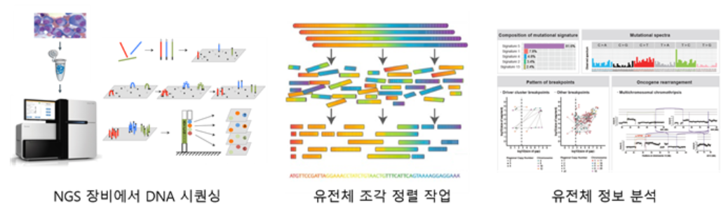 차세대 염기서열 분석 방법(NGS) 과정. NGS 장비로 분석하고자 하는 샘플 DNA를 잘라 DNA 수 억개 조각을 만든다. 생성된 DNA 조각들은 유전체 정렬 소프트웨어(SW)로 참조 유전체에 맞춰 정렬이 이뤄진다. 전처리 작업이 완료된 시퀀싱 데이터는 다양한 유전체 분석 작업에 사용 된다. (사진=KAIST)