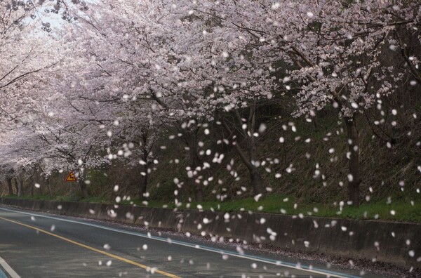 바람에 흩날리는 벚꽃 잎들. 