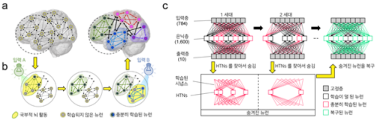알고리즘에 관한 모식도: 뇌의 신경 조율 활동은 뇌 내 시냅스의 학습 정도에 따라 이에 연결된 뉴런에 자극 전달 여부를 결정하게 된다. 이에 착안하여 stashing 알고리즘은 방출되는 스파이크의 빈도수를 기준으로 학습 정도를 판단하고 회로를 통해 뉴런의 연결도를 수정한다. (사진=카이스트)