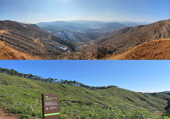 유한킴벌리는 강릉시·생명의숲과 협력해 지난 2019년 산불이 발생한 강릉 지역 피해지를 복원한 경험을 갖고 있다. 2019년 강릉 산불 피해지 복원 활동 전후 모습. (사진=유한킴벌리).