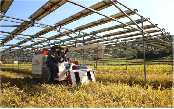 영농형 태양광은 패널 하부에서 농사를 짓고, 상부에서 태양광 발전을 하는 것이 특징이다. (사진=한국영농형태양광협회 제공).