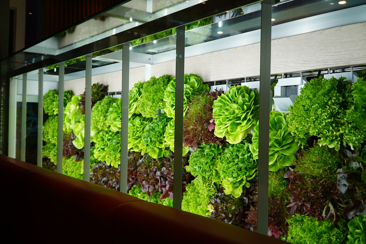 5월 1일 오픈한 '굿스터프이터리' 매장 안에 있는 스마트팜 기술. (사진=김미정 기자)