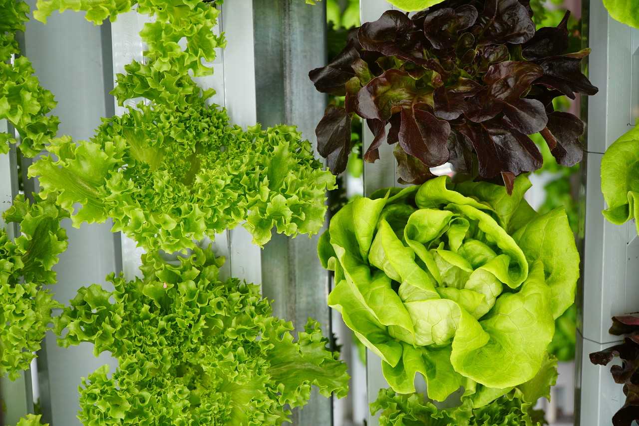 매장 관계자는 "병충해나 날씨 등 외부 영향을 받지 않아 안정적인 야채 물량 공급이 가능하다"고 말했다. (사진=김미정 기자)