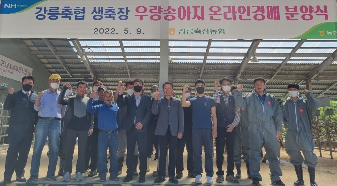 한국농수산식품유통공사가 온·오프라인 가축시장 거래 활성화를 위해 5월 2일부터 9일까지 강릉축협(조합장 신숙승)과 함께 우량송아지 온라인경매를 실시했다. (사진=한국농수산식품유통공사 제공).