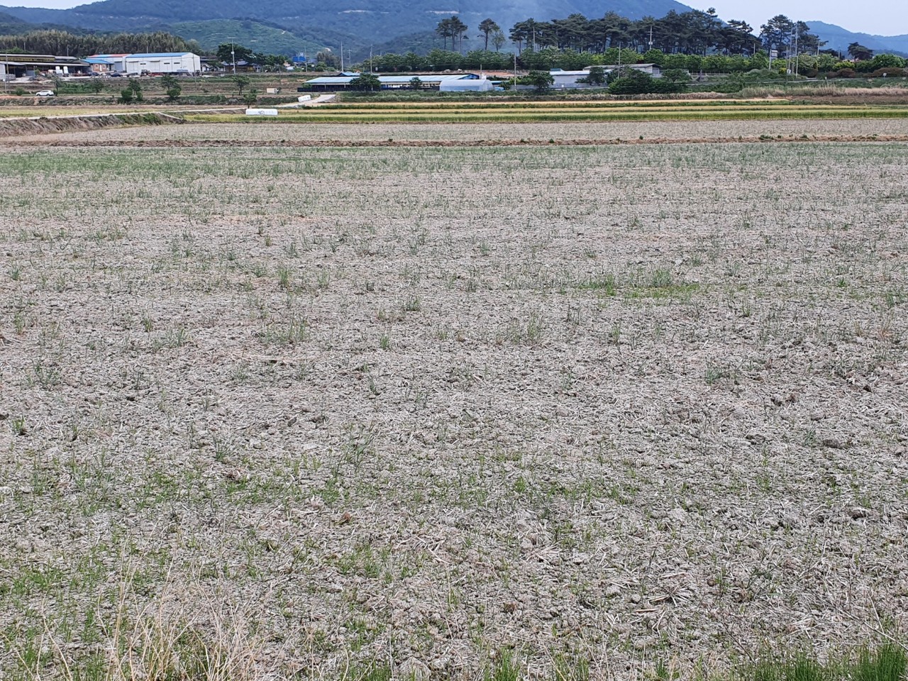메마른 농지의 모습.