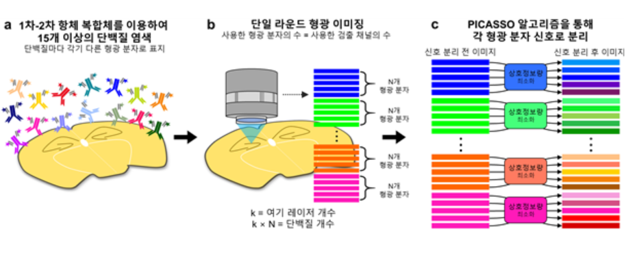 이번 연구팀이 개발한 피카소(PICASSO) 기술은 기존 멀티 마커 동시 탐지 기술 중 가장 비용이 낮고 가장 많은 수의 단백질 마커를 빠르게 탐지할 수 있다. (사진=카이스트)