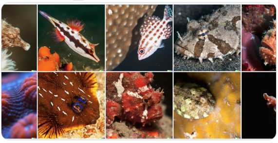 위키피디아(Wikipedia)에서 ‘Actinopterygii’와 ‘Placodermi’라는 물고기 두 종류를 선택하고 DALL-E 2에 ‘placoactin knunfidg’를 표시하도록 했을 때 물고기 이미지를 일관되게 생성한다.(사진=오픈AI)