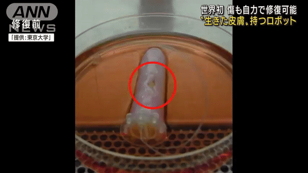 상처를 입은 손가락 로봇의 피부가 콜라겐 시트를 이용해 1주일 뒤 회복된 모습. (사진=ANN뉴스 유튜브 캡처).