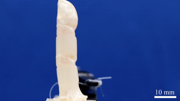 도쿄대 대학원 정보 이공학계 연구과의 타케우치 마사하루 교수 등은 사람의 피부 세포에서 만들어지는 '배양 피부'를 이용해 산 피부를 가진 손가락형 로봇을 개발했다. (사진=Me