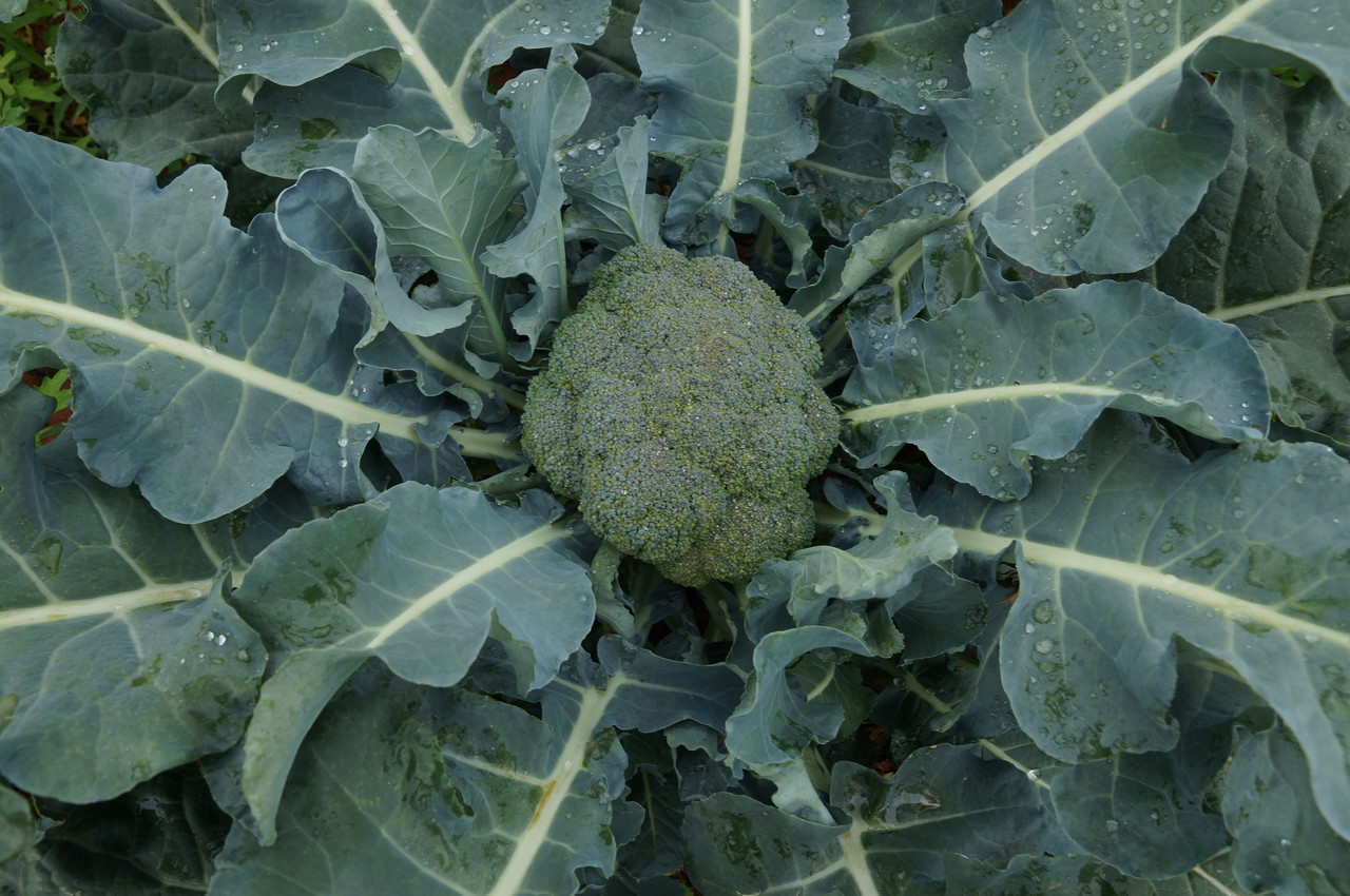 영농형 태양광 패널 하부에서 생산된 브로콜리 모습. 노지보다 일사량이 적기 때문에 더욱 보기 좋은 빛깔로 재배됐다. (사진=구강모 교수 연구팀 제공).