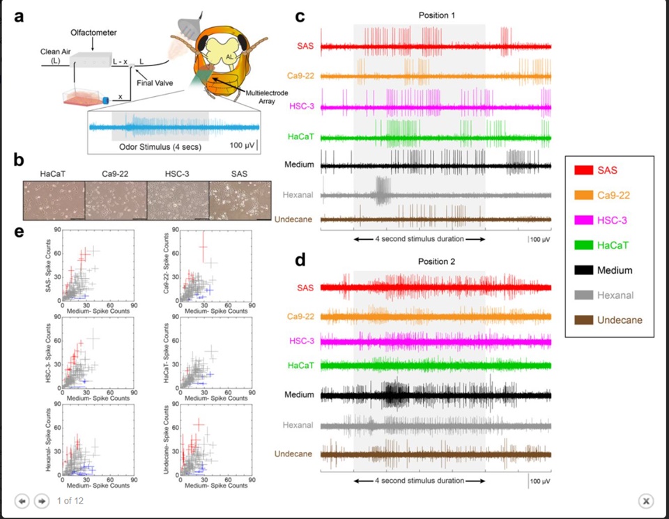 연구진은 보고서에서 메뚜기 사이보그를 만드는 과정과 화합물질 감지 프로세스를 설명하고 있다.(사진=바이오알시브)