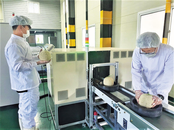 진주원예농협에 도입된 인공지능(AI) 선별 시스템으로 멜론을 고르고 있는 모습. (사진=롯데마트 제공).