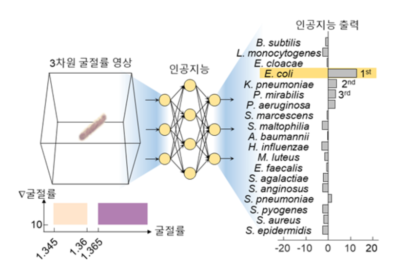 3차원 굴절률 영상을 학습시킨 AI 알고리즘에 입력하면 학습 데이터베이스에서 가상 유사한 균종으로 식별한다. (사진=카이스트).