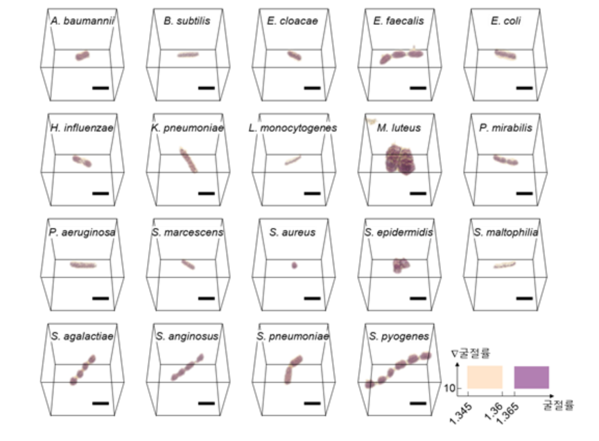 총 19가지 주요 혈액감염균의 균종별 대표적인 굴절률 영상. (사진=카이스트).