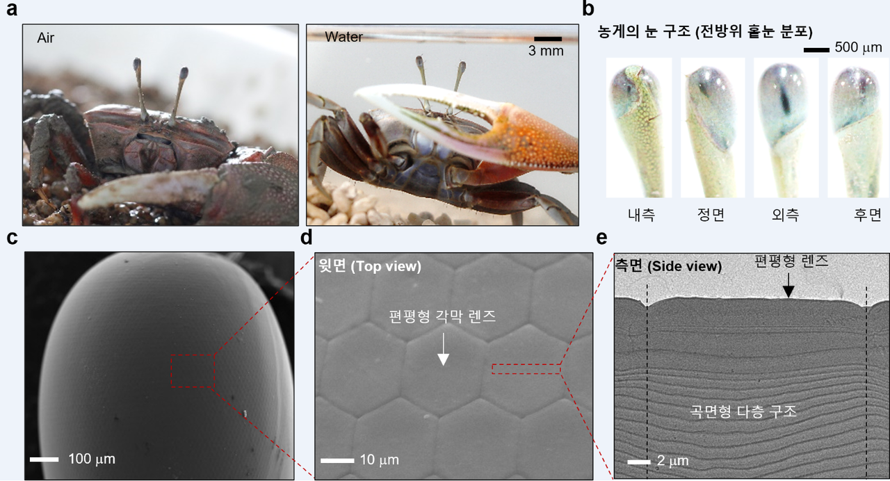 조간대에 서식하는 농게의 눈 구조. (a) 조간대(물속·물 밖)에서 서식하는 농게 사진 (b)농게의 눈의 전방향 사진 (c) 농게 눈의 주사 전자현미경 사진 (d) 농게 눈의 주사 전자현미경 확대 사진(Top view) (e) 농게 홑눈(단일 각막 렌즈)의 측면 투과 전자현미경 사진. (사진=송영민 지스트 교수 제공).