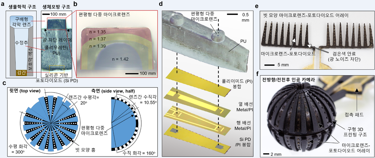 공동 연구팀이 제작한 마이크로렌즈-포토다이오드 모듈 및 모듈 집적 카메라. (a) 농게 눈의 생물학적 구조와 생체모방 구조 비교 (b) 편평형 다중 마이크로렌즈의 광학현미경 사진 (c) 생체모방 편평형 다중 마이크로렌즈 어레이의 배치도 (d) 편평형 다중 마이크로렌즈와 포토다이오드 구성 분해도 (e) 빗 모양 마이크로렌즈-포토다이오드 어레이 사진(반구 영역) (f) 빗 모양 어레이 집적 전방향·전천후 인공 카메라 사진. (자료=송영민 지스트 교수 제공).