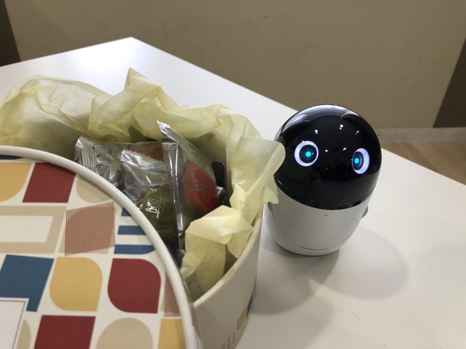 테이블 위에서 주인을 바라보는 포이쿠의 모습. (사진=天ちゃんのpoiq研究所 트위터).