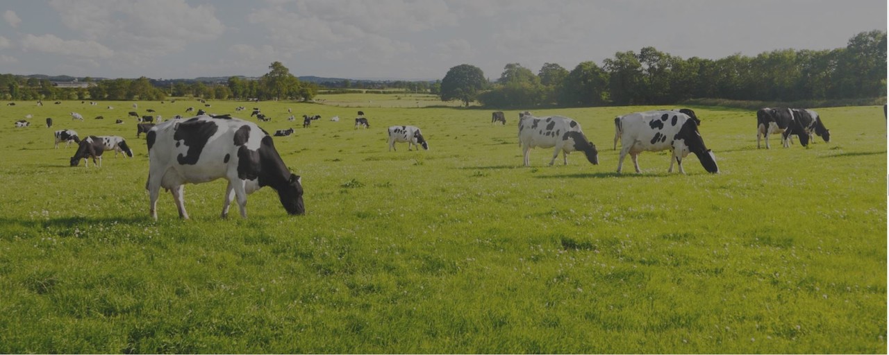 가축 헬스케어 솔루션 '팜스플랜' 기술을 접목한 새로운 방식의 사업 진행에 나설 계획이다. 광주경제자유구역 내 축사 전용 데이터센터 및 연구소 구축을 위해 광주광역시와 한국축산데이터가 손을 맞잡으면서 광주 전남 축산업계에도 'AI 순풍'이 불 것으로 보인다. (사진=한국축산데이터 홈페이지 캡쳐).