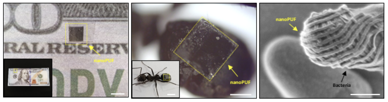 나노크기의 소형화를 통해 지폐, 개미, 박테리아 위에 부착된 나노지문패턴 이미지. (사진=KAIST)