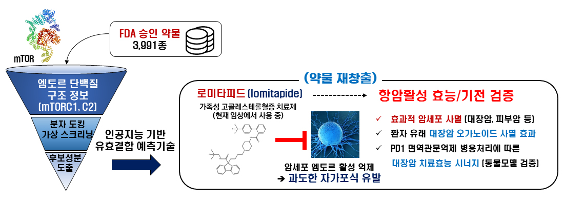 엠토르 억제성 항암제 개발 과정을 보여주는 연구개발 모식도: 3차원 단백질-약물 결합력을 가상 분석하여 예측, 스크리닝함으로써 후보물질을 도출하고 실험적으로 검증. (사진=카이스트)