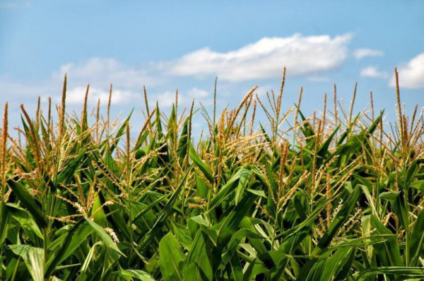 유례없는 가뭄과 폭염에 시달리며 식량 위기에 대한 우려가 커지고 있다. (사진=맥스픽셀)