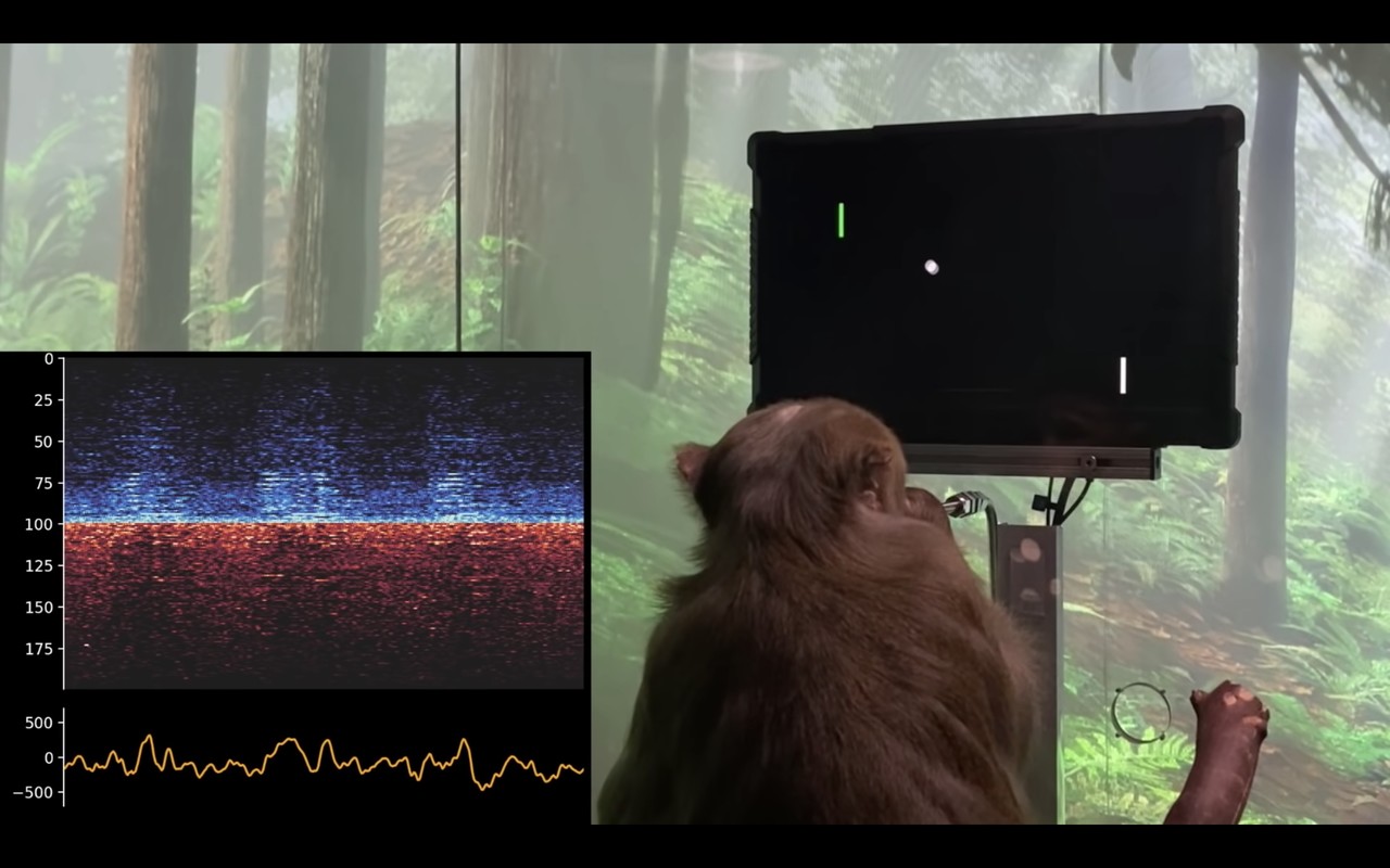 지난해 2월 뉴럴링크가 공개한 생각으로 게임하는 원숭이(사진=뉴럴링크 유튜브 캡처)