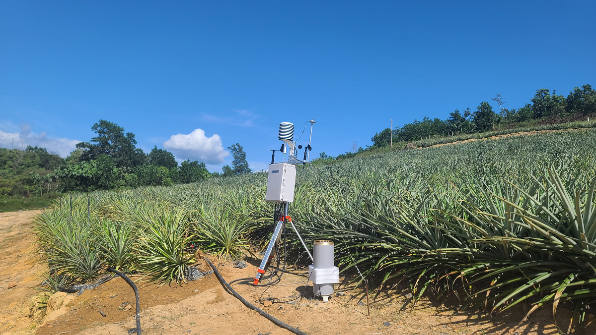 말레이시아 노지 파인애플 농장에 관수-관비장비 및 기상 센서(IoT) 장치가 설치된 모습 (사진=네이버클라우드)