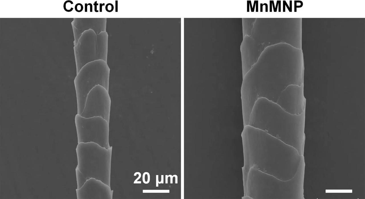 MnPS3로(오른쪽, MnMNP로 표시됨))로 처리한 생쥐에서 테스토스테론으로 처리한 생쥐(왼쪽)에 비해 모발이 더 두껍게 다시 자란다.(사진=나노 레터)