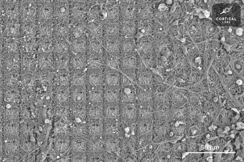 Imagens de microscópio eletrônico de culturas neuronais cultivadas por mais de 6 meses em matrizes multieletrodos de alta densidade (foto = laboratório cortical)