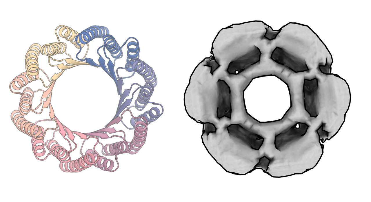 로즈TTA폴드 디퓨전으로 생성된 단백질 구조(왼쪽)와 실험실에서 생성된 동일한 구조(오른쪽) (사진=워싱턴 대학)