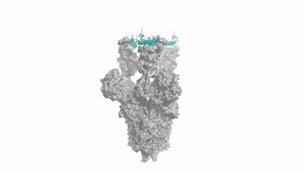SARS-CoV-2 스파이크 단백질에 결합하는 로즈TTA폴드 디퓨전에 의해 생성된 단백질 구조(사진=워싱턴 대학)