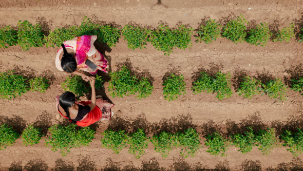 스마트폰으로 들판에서 정보를 수집하는 인도의 농민 (사진=세계경제포럼)