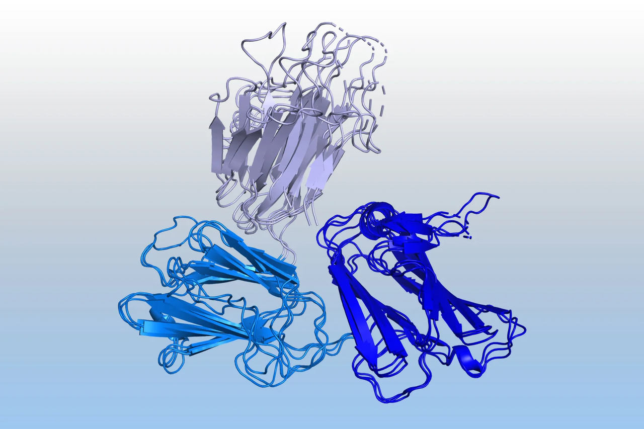 딥마인드의 알파폴드가 3D 구조를 예측할 수 있을 때까지 과학자들을 피했던 말라리아 기생충의 중요한 부분인 단백질 Pfs48/45.(사진=딥마인드)