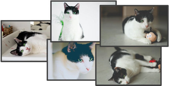 Original cat image used to create personalized video (Photo = Nvidia)