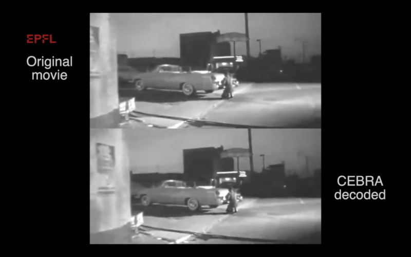 트렁크를 여는 차로 달려가는 남자의 1960년대 흑백 비디오 클립(상)과 쥐의 뇌활동을 해독해 생성한 비디오 클립(하) (사진=EPFL)