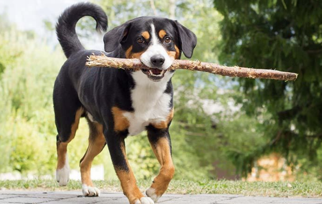 'Dog holding a stick' image (Photo = Meta)