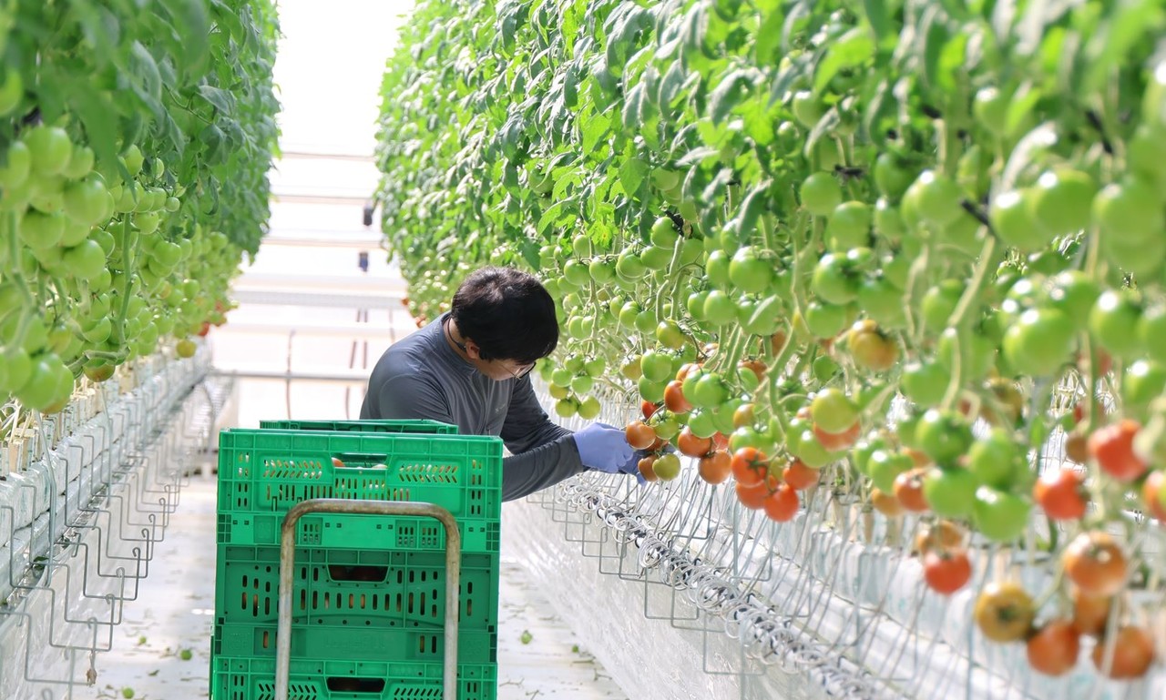전남 스마트팜 혁신밸리 토마토 재배 (사진=전라남도)