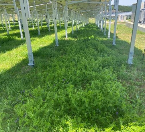 Cultivation of honey plants at the bottom of the module (Photo = Resta)