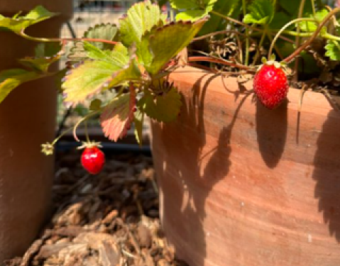 (사진=X, Sam Altman)