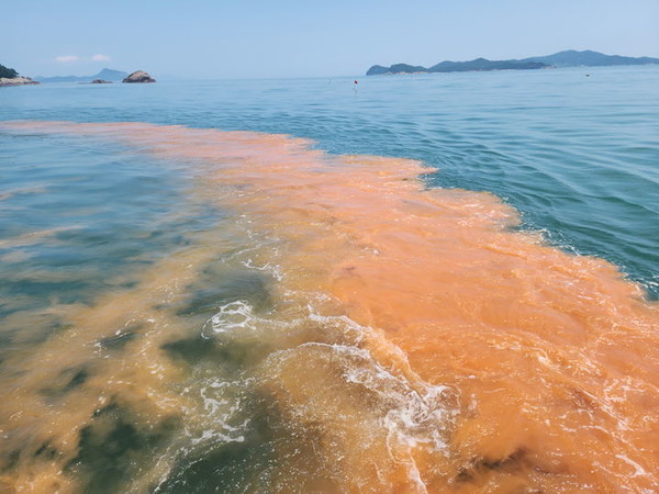 전남 고흥군 해역에서 적조 방제를 위한 황토 살포 작업이 진행되고 있다. (사진=고흥군)