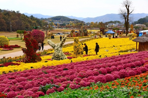 Hwasun Dolmen Fall Flower Festival (Photo = Hwasun-gun)