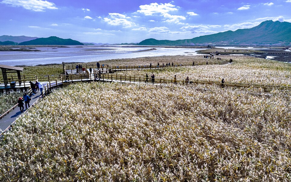 Gangjin Bay reeds (Photo = Gangjin-gun)
