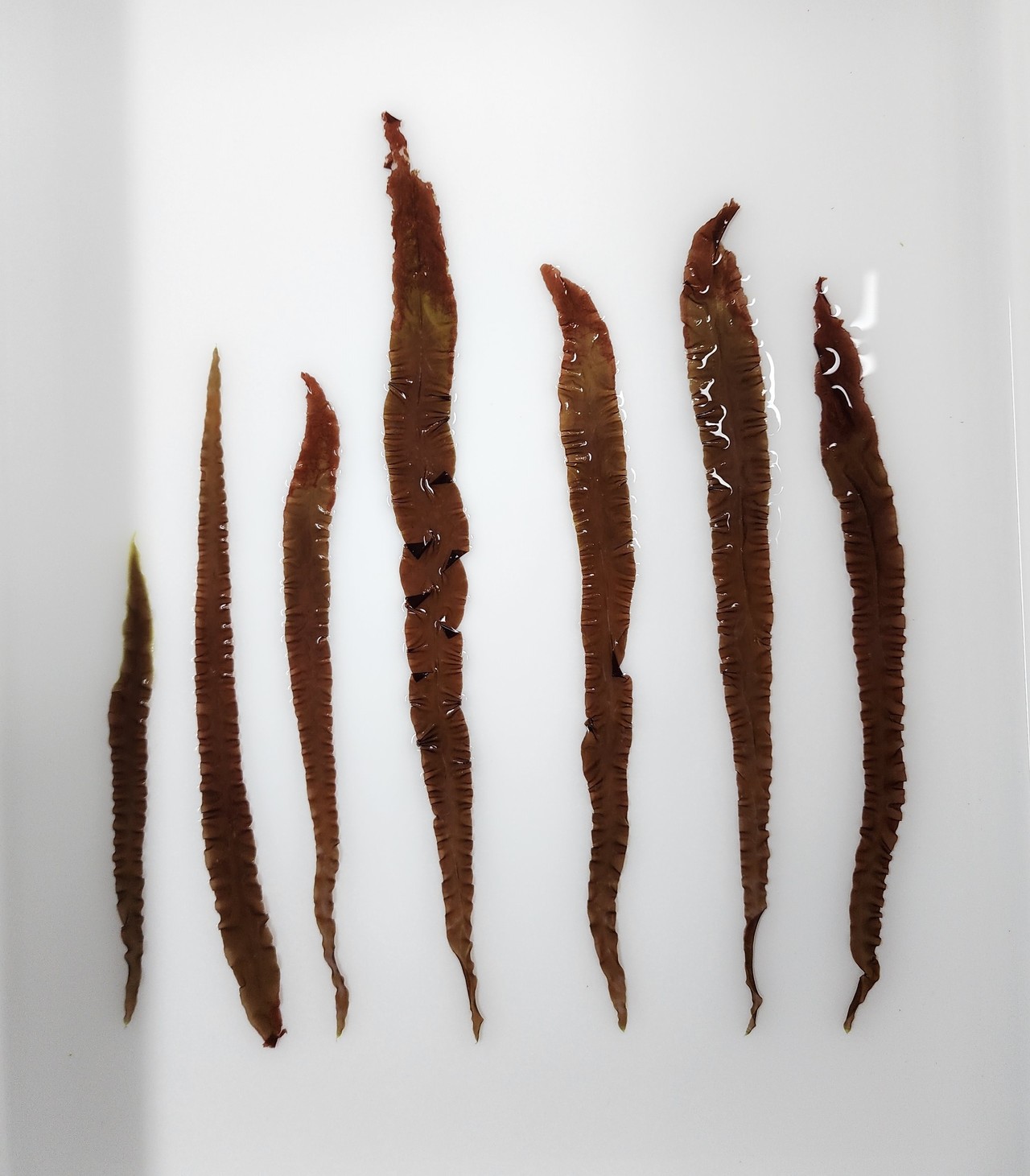 햇바디 1호 (사진=전남도)