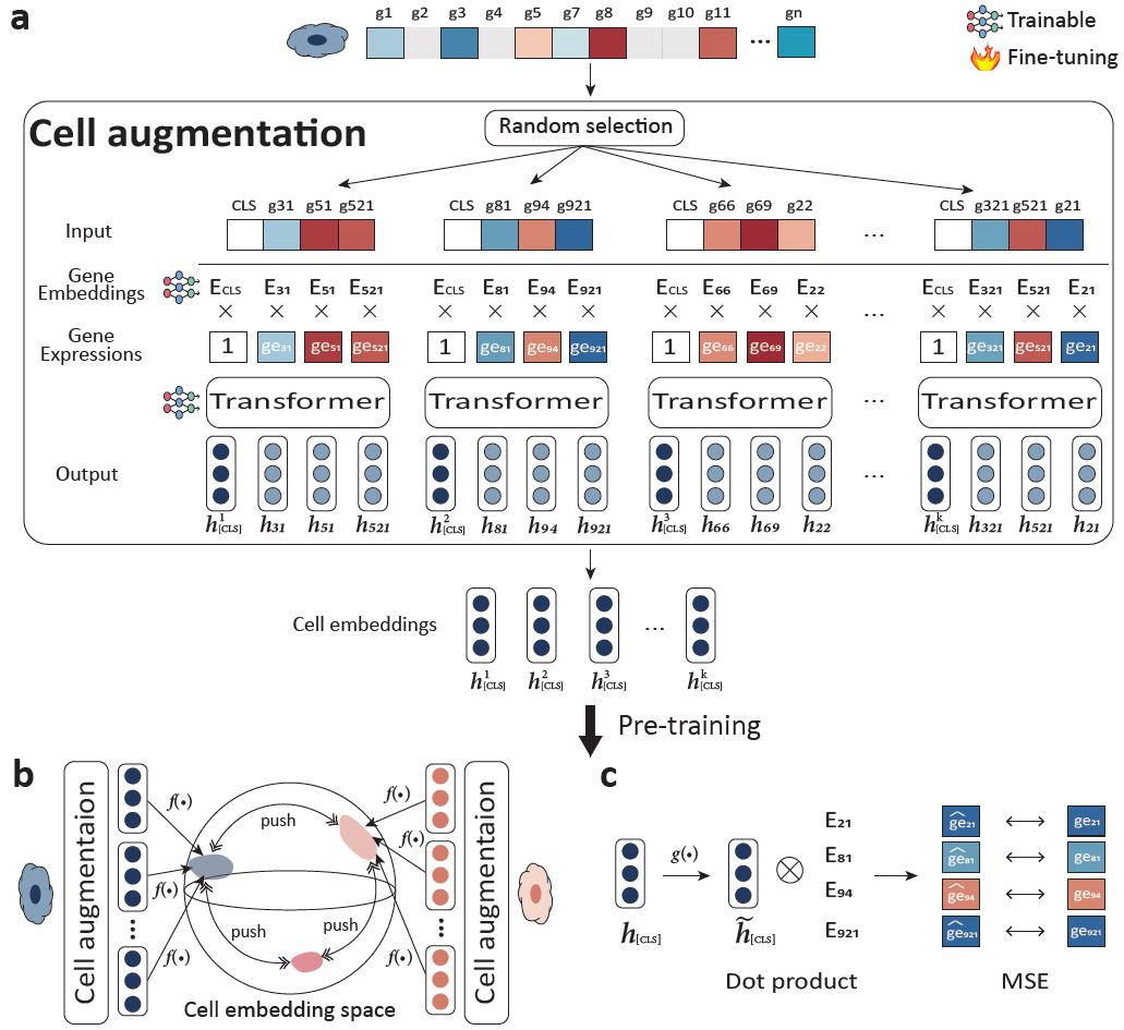 본 연구에서 개발한 self-supervised learning의 개략도.(사진=GIST)