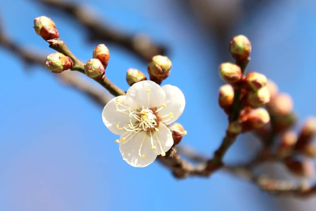 입춘 한파에도 봄 기운 가득한 광양에 매화 꽃망울이 피었다.