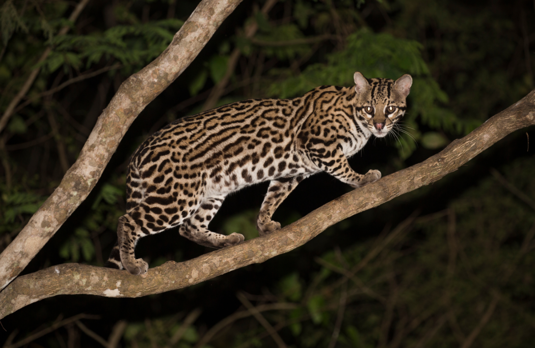 Ocelot (photo = shutterstock)