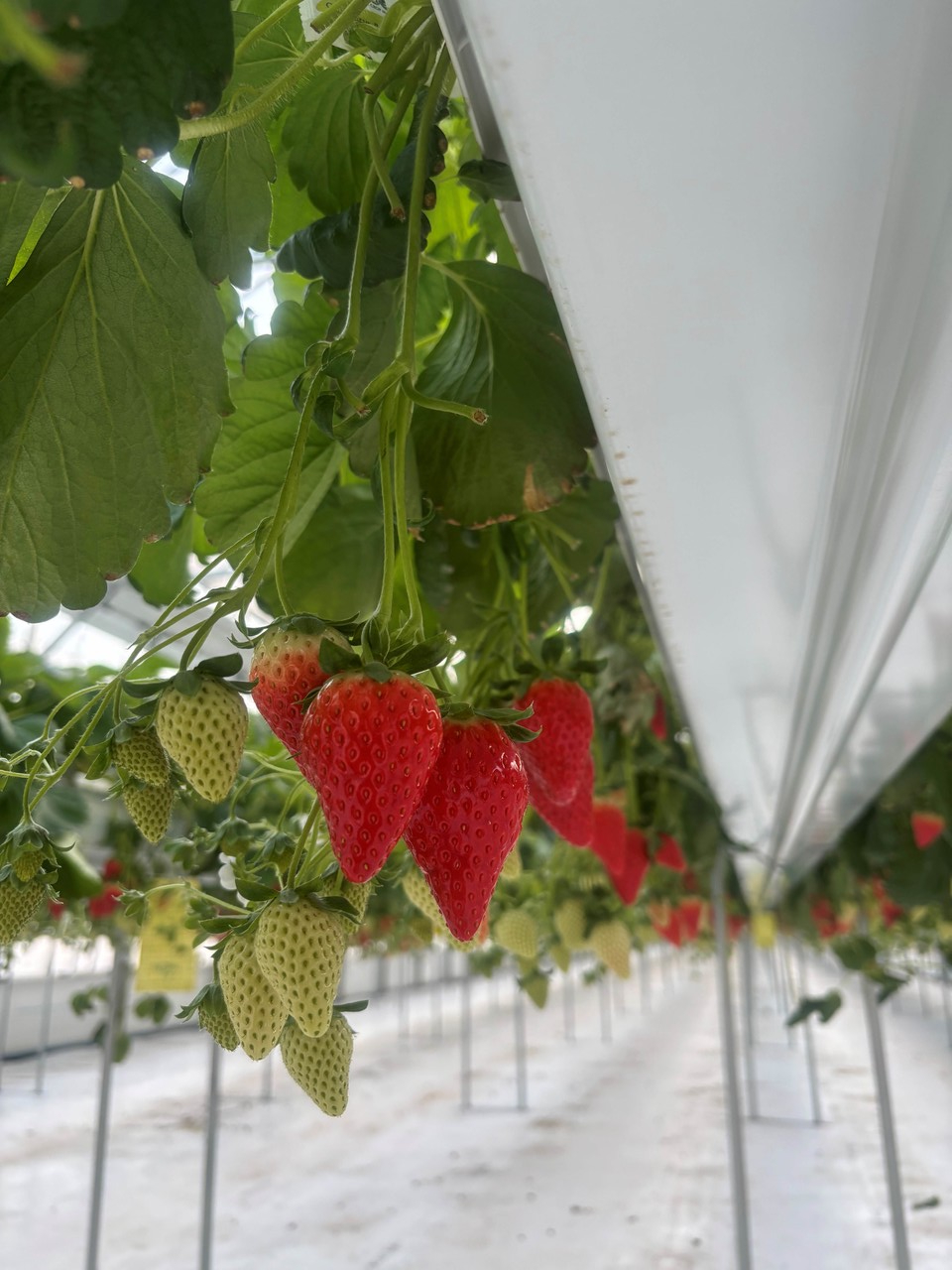 원예작물-딸기 (사진=전남도)