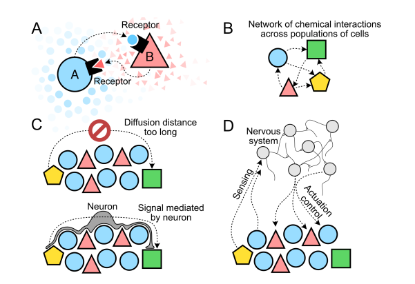 세포 간의 화학적 상호작용 네트워크와 뉴런의 역할 (사진=arXiv)