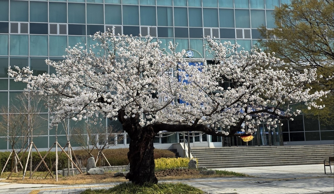 순천대학교 70주년 기념관 앞 오래된 벚나무가 꽃망울을 활짝 터트렸다. (사진=양준석 기자)